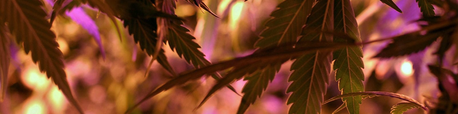 View from under the canopy of a licensed indoor cannabis grow operation.