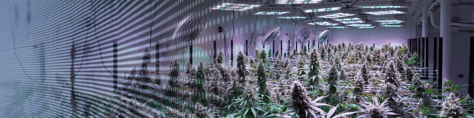 An indoor grow site licensed under Washington's I-502 adult-use cannabis marketplace.