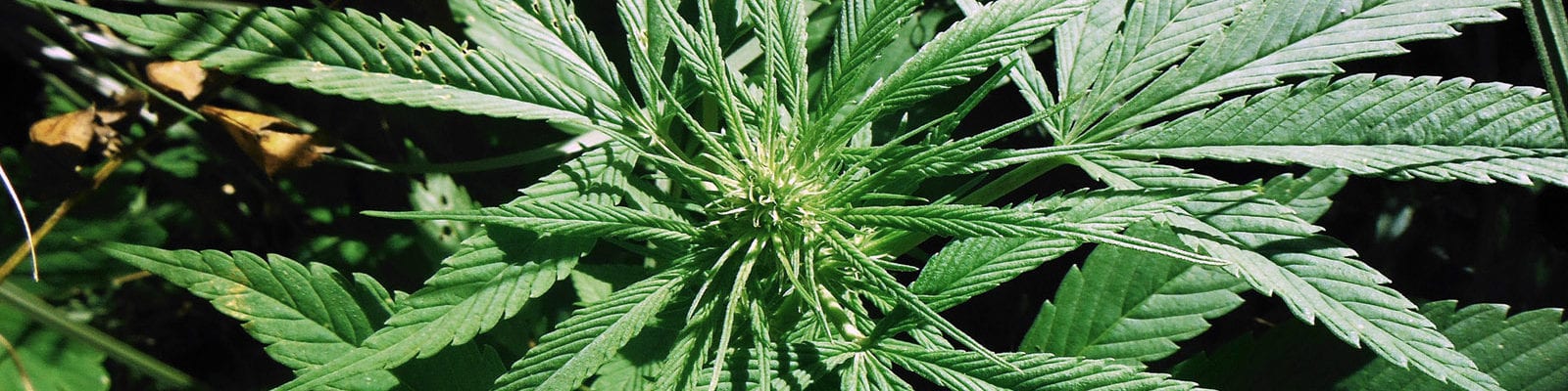 A hemp plant growing in the wild.