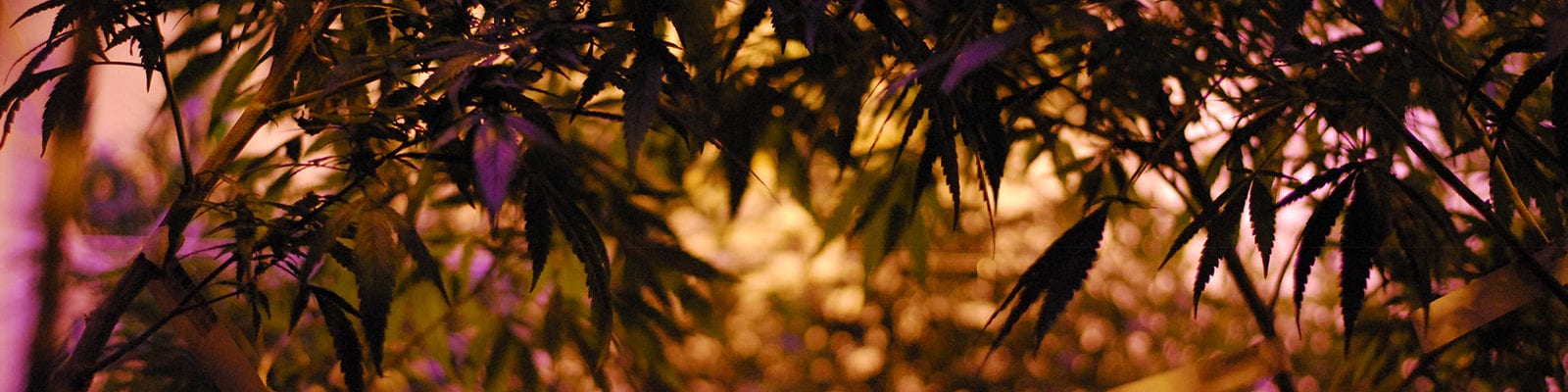 Indoor cannabis plants inside of a cultivation site licensed under Washington state's I-502 adult-use cannabis marketplace.