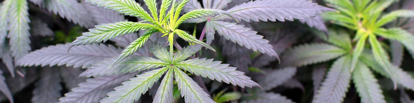 Picture of cannabis fan leaves inside of a commercial cannabis grow operation.