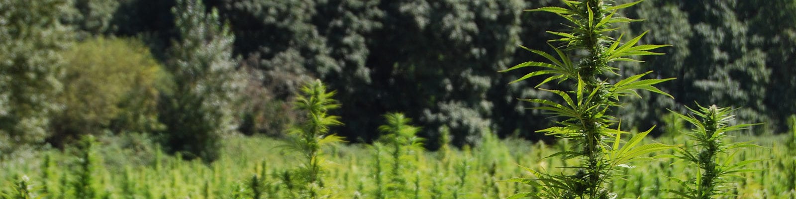 A medical cannabis grow operation pictured outdoors on a sunny day.