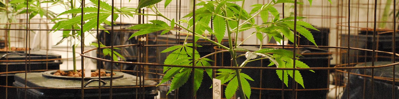 Medical cannabis plants housed in grow cages inside of an indoor grow.