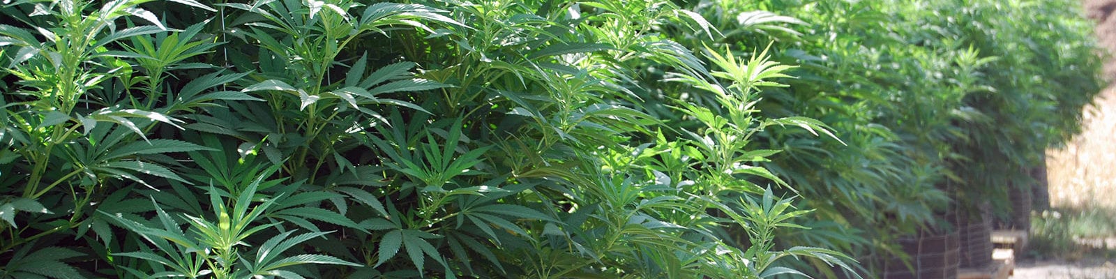 Outdoor CBD-rich cannabis plants on a farm in Oregon.