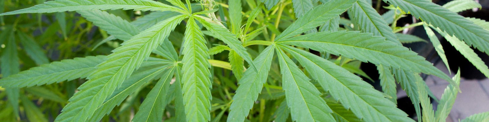 Twin cannabis plants in a pot on an outdoor patio.