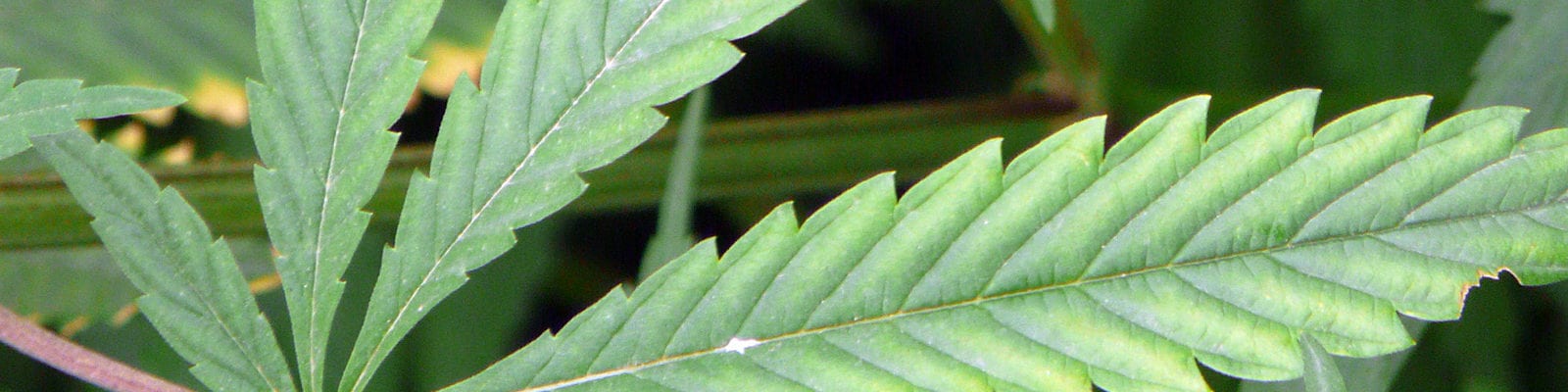 A large, sideways hemp fan leaf.