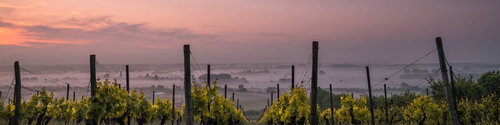 Wine Fields