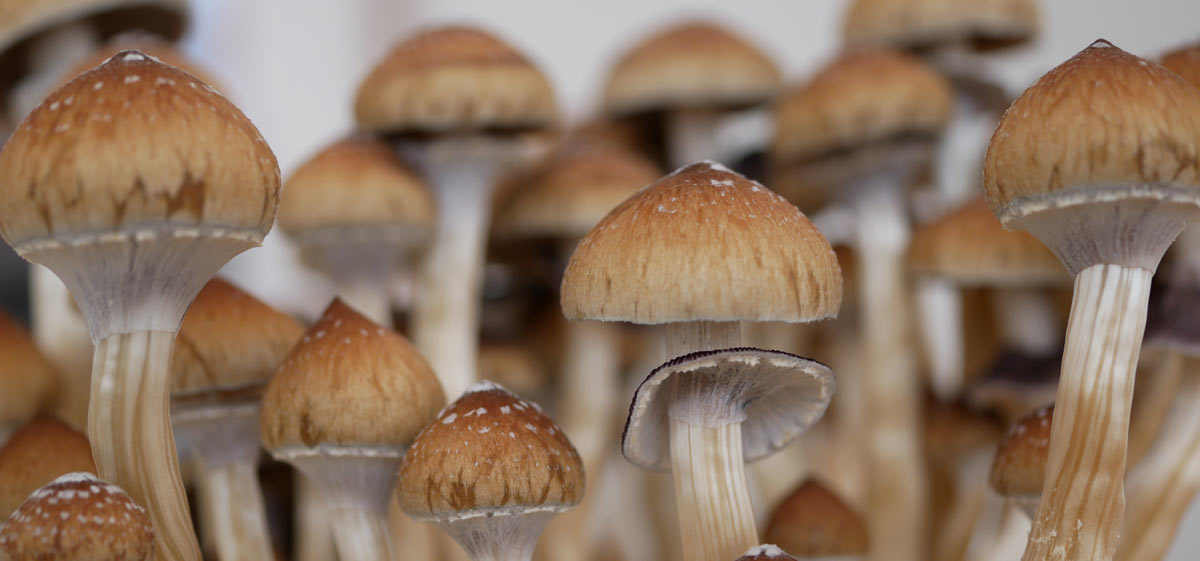 Medical Psilocybin Initiative Planned for Oregon 2020 Ballot - Ganjapreneur