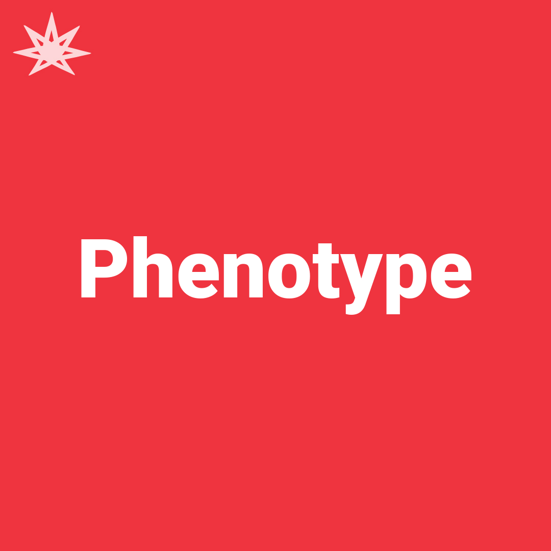 Phenotype - Ganjapreneur.com