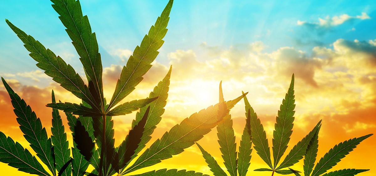 North Carolina Senate Gives Final Approval to Medical Cannabis Legalization – Ganjapreneur
