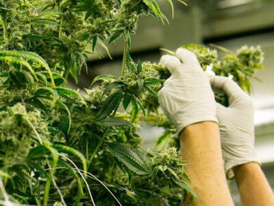 UFCW Backs Passage of Federal Bill to Legalize Cannabis 