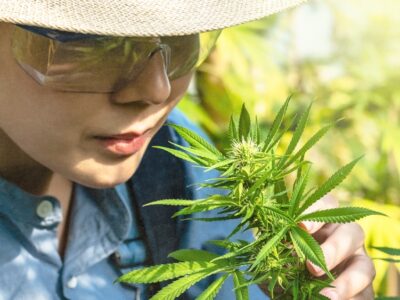 Roanoke College Launches Three-Year Bachelor’s Degree Program in Cannabis Studies 