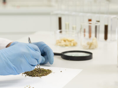 Colorado Auditor Identifies Cannabis Product Testing Shortfalls