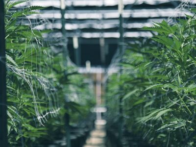 Fifteen Indicted on Cannabis Burglary Ring Charges in Portland, Oregon