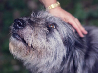 Study: Dogs Given CBD Have Below-Average Aggression  