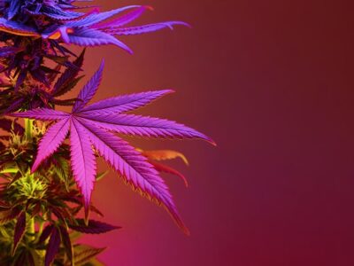 Missouri Lawmakers Advance Cannabis Licensing Rule Changes