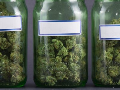 Court Declares Medical Cannabis Company Bedrocan’s Dutch Entities Bankrupt