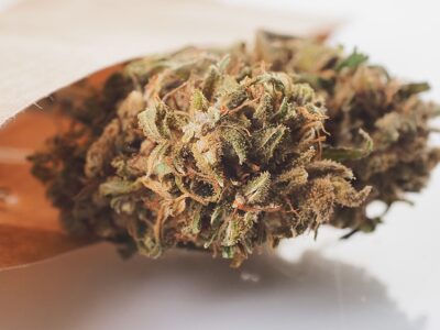 Deadline for New York Businesses to Comply with Seed-to-Sale Rules is Saturday