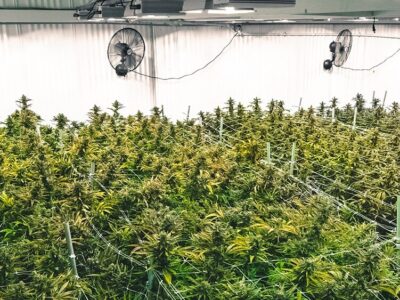Analysis Finds Multi-State Operators Dominate Pennsylvania’s Medical Cannabis Industry
