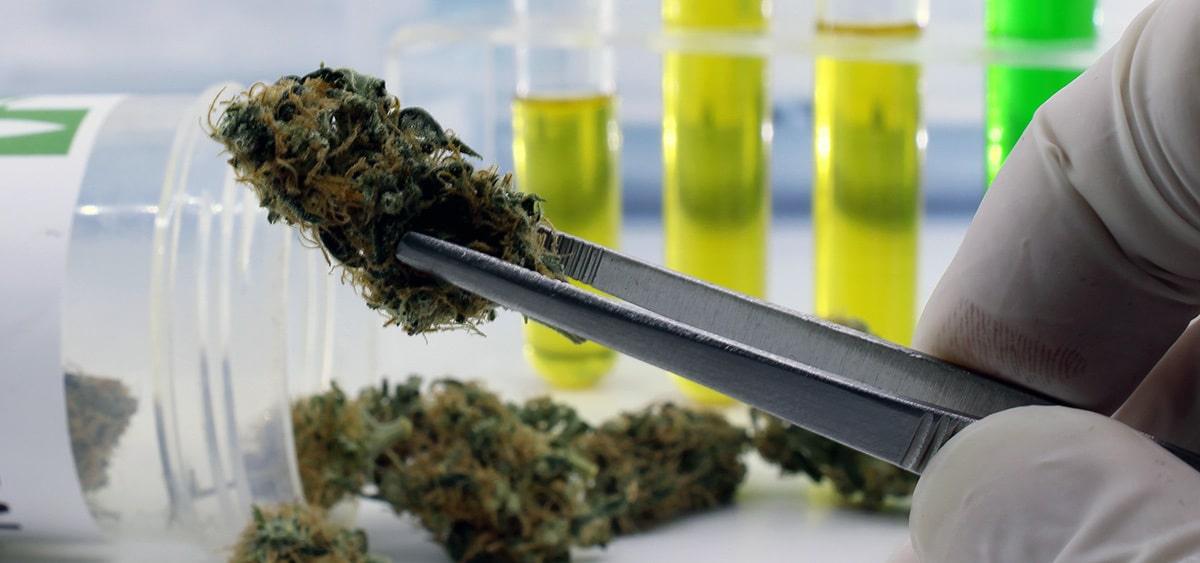 Cannabis Flower Testing Shows THC Potency Widely Inflated In Colorado