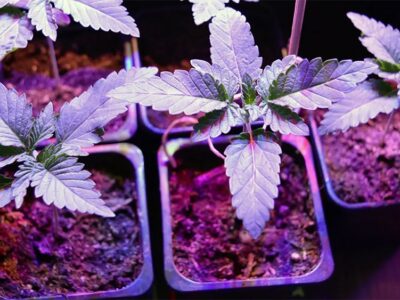 Vermont Lt. Gov. Facing $5,000 Fine for Unlicensed Cannabis Grow Site
