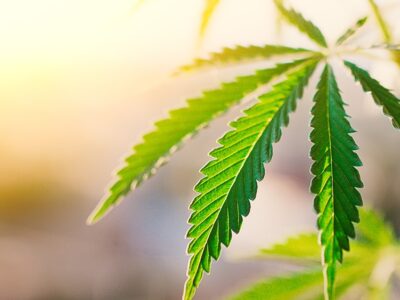 Oklahoma Judge Lifts Medical Cannabis Farm’s License Suspension