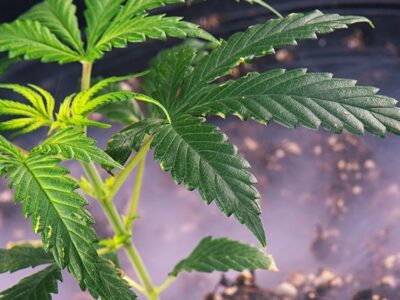 Oklahoma Requires Medical Cannabis Companies to Register with DEA