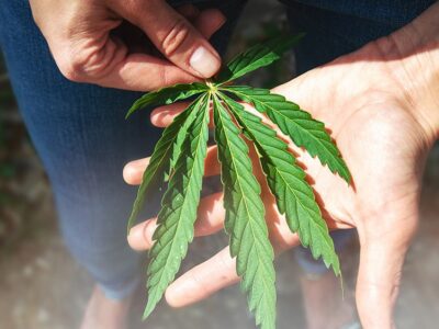 Study: Most Americans Support Federal Reclassification of Cannabis 