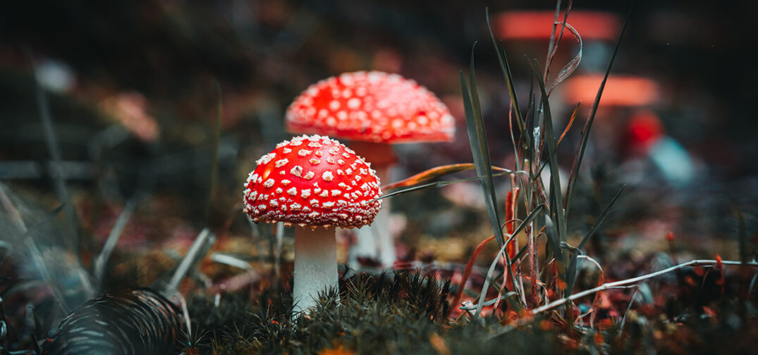 FDA Sends Letters Warning That Products Containing Amanita Mushroom Violate Federal Law