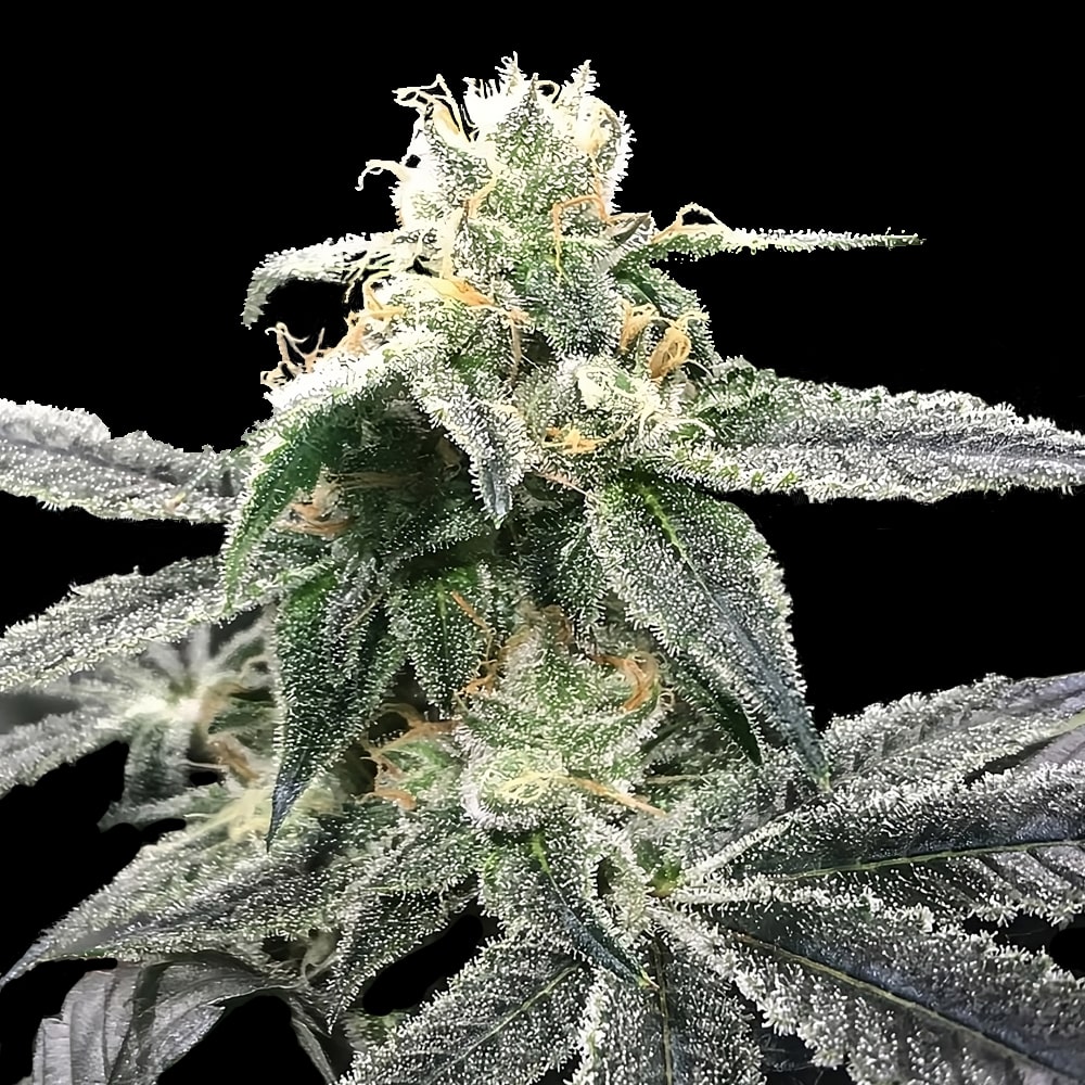 Blue Dream Cannabis Plant by DNA Genetics