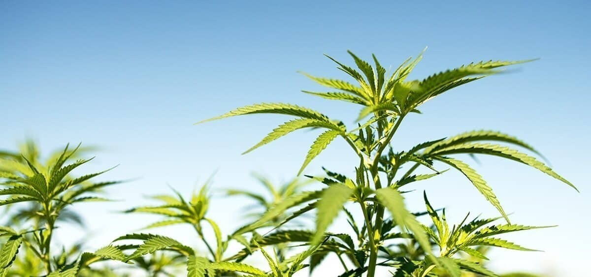 Oklahoma Campaign to Legalize Adult-Use Cannabis Will Begin Collecting Signatures Next Month 