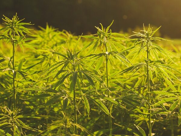 Study: Hemp Hurd Can Be Used to Strengthen Biodegradable Plastic 