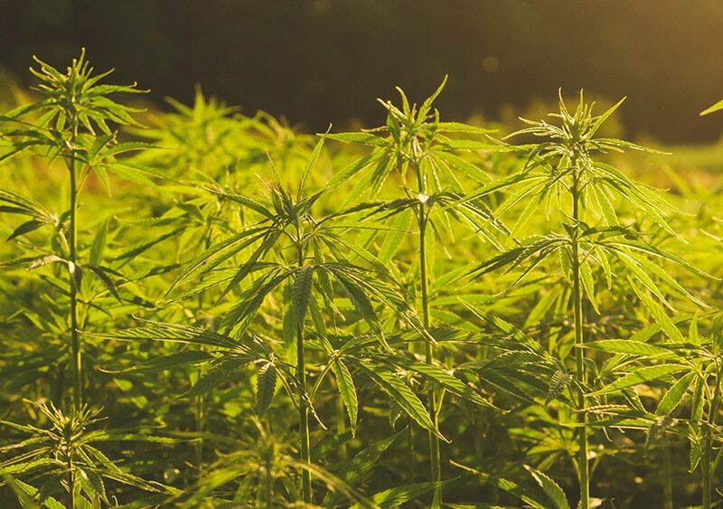 Hemp Definition Farm Bill Draft