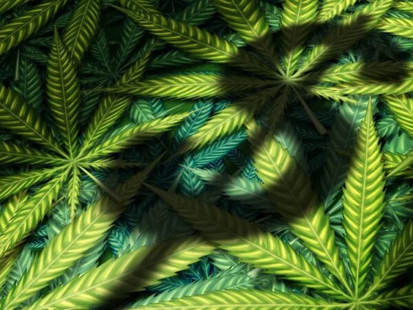 Tennessee Ban on THCA Has Cost State $54M in Tax Revenue  