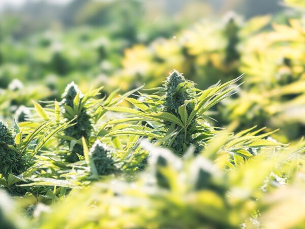 North Carolina Gov. Endorses Adult-Use Cannabis Legalization Plan