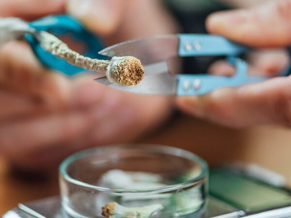FDA Fast-Tracks Review Process for Three Psychedelic Drugs
