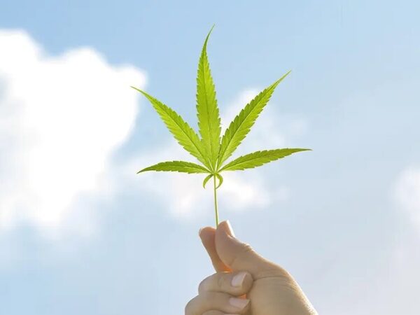 Survey: 67% of Gen Z Have Consumed Cannabis, 28% Report Daily Consumption
