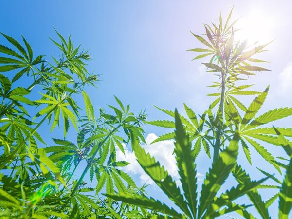 Tennessee Lawmakers to Consider 3 Cannabis Bills Next Week 