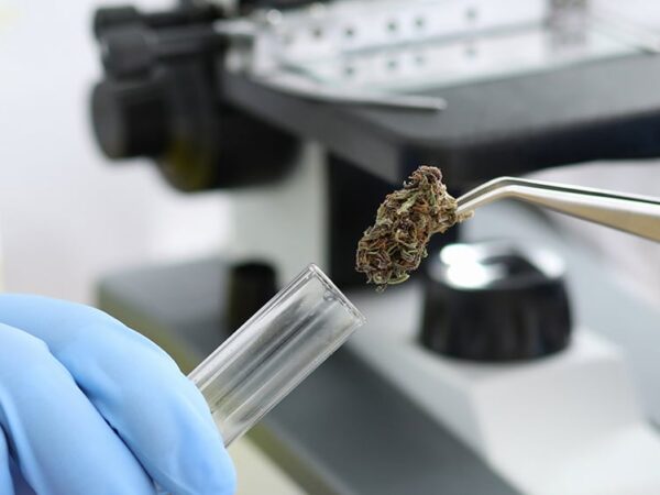 Minnesota Regulators Freeze Cannabis Testing Lab’s License