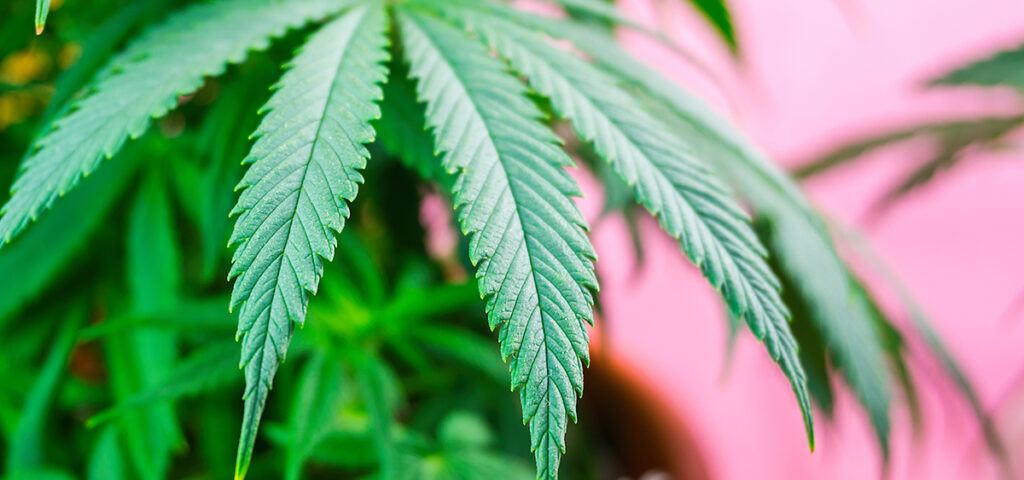 Indiana Lawmaker Planning Medical Cannabis Legalization Bill for Next Session