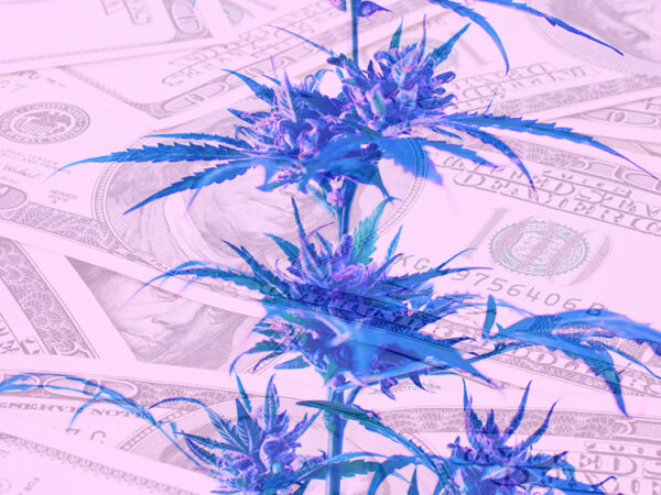 Report: Cannabis Excise Taxes Totaled Over $3.5 Billion Across 30 U.S. States Last Year