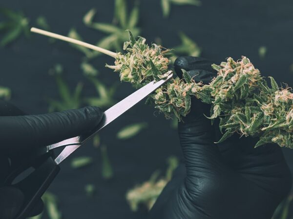 Missouri Cannabis Workers Win Union Contract to Secure Higher Pay and Paid Vacation