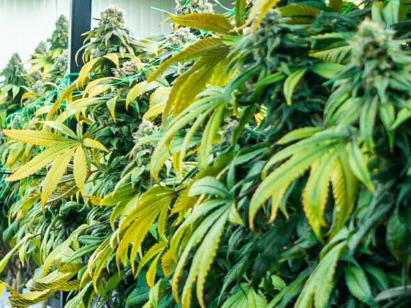 Massachusetts Sets Public Hearing to Consider Cannabis Licensing Freeze