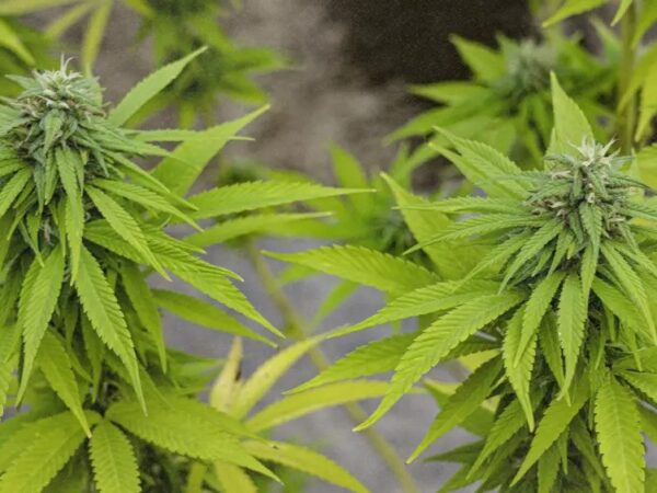 Cannabis MSO PharmaCann Closing Colorado & Pennsylvania Cultivation Sites