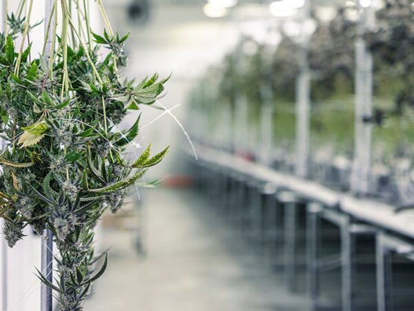 Missouri Auditor Deems Cannabis Program ‘Fair’ Despite Licensing Issues 