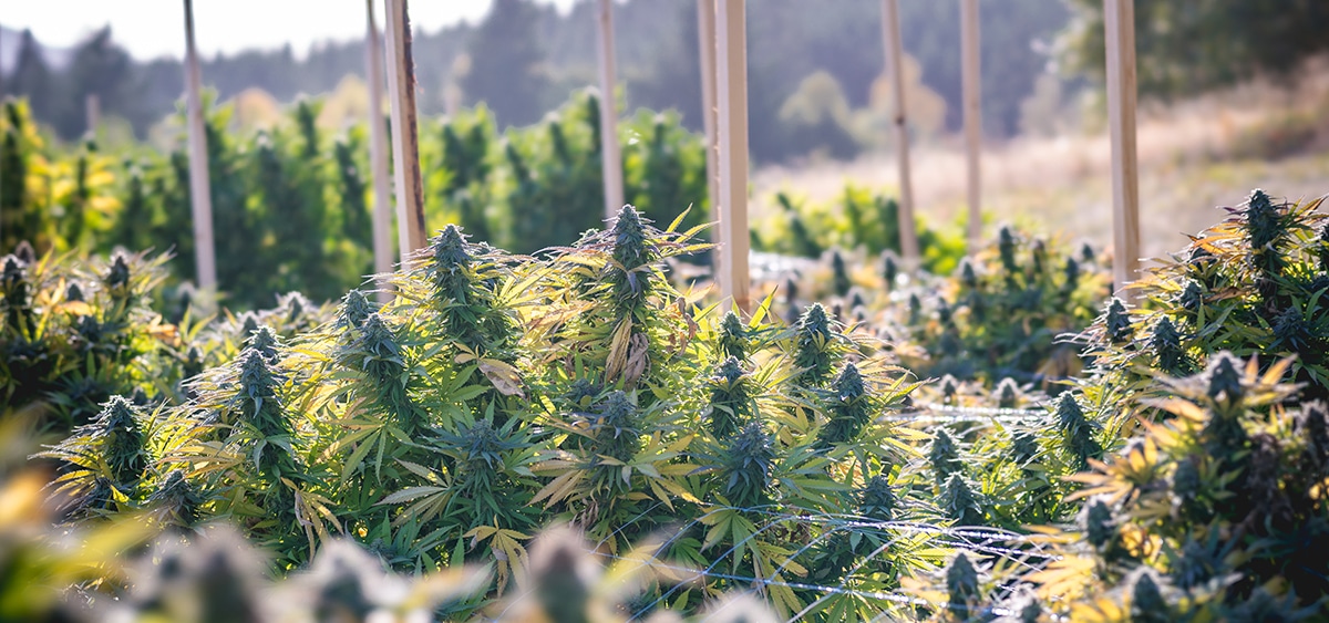 California Bill Would Let ‘Small’ Cannabis Producers Ship Directly to Consumers