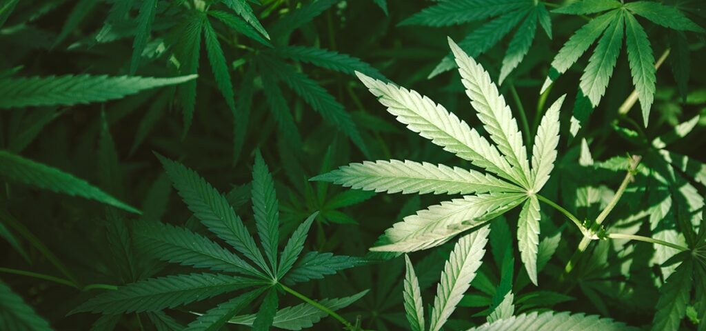 Gallup: Support for Cannabis Legalization in U.S. Falls to Lowest Level Since 2019