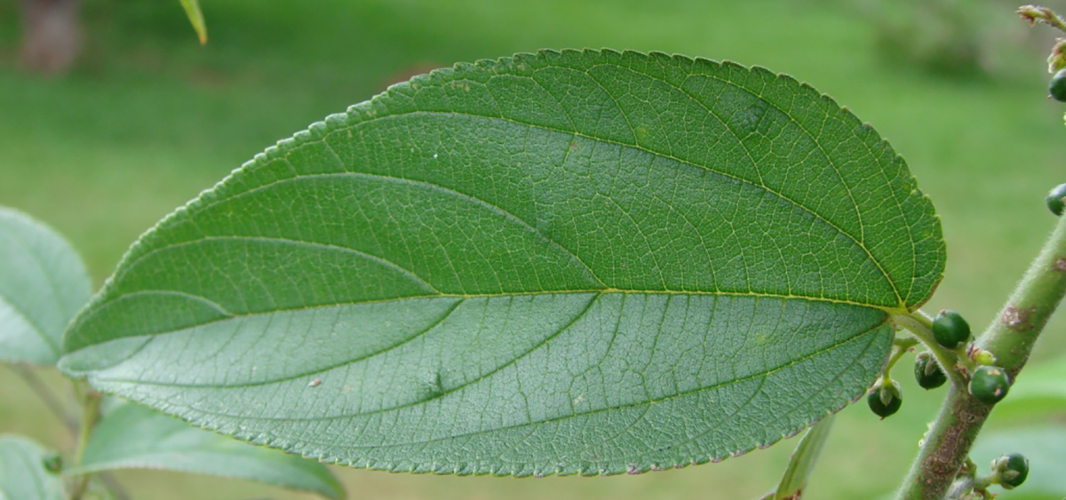 Researchers in Brazil Discover CBD in Tropical Shrub
