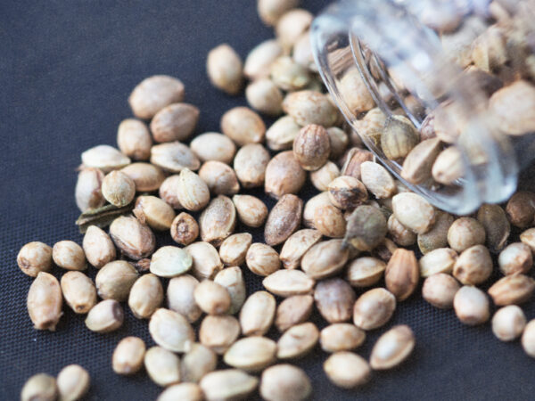 California State Fair Exhibit Charges One Penny for Cannabis Seeds