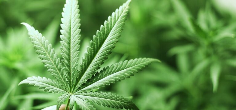 TerrAscend Announces Plan to Exit ‘Extremely Difficult’ Michigan Market 